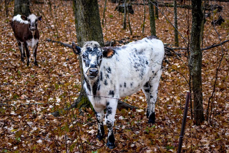 Black and White Cows, Fall, Autumn royalty free stock photos Black and White Cows, Fall, Autumn royalty free stock photos
