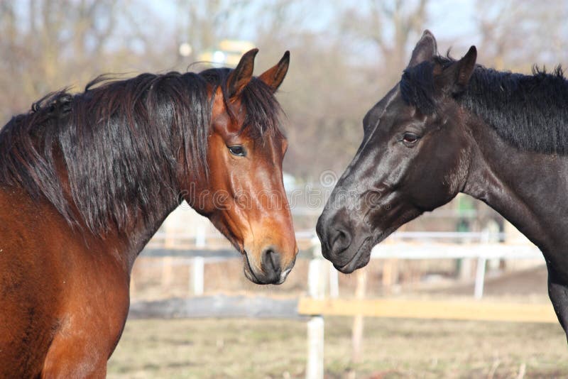 Brown and Black Horses Playing Stock Image Image of couple, breed