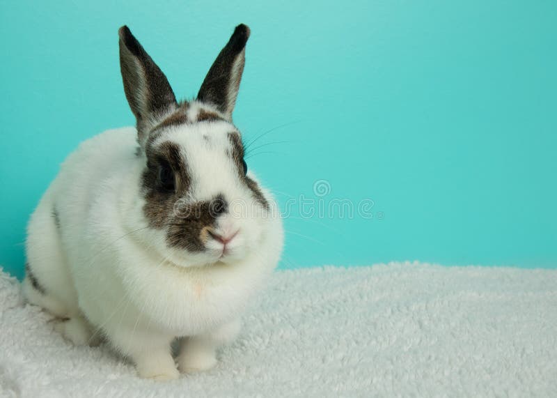 Brown Black and White Bunny Rabbit Stock Photo Image of sweet, rabbit