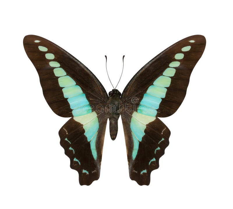 Blue Fake Butterfly Isolated Stock Photo - Download Image Now