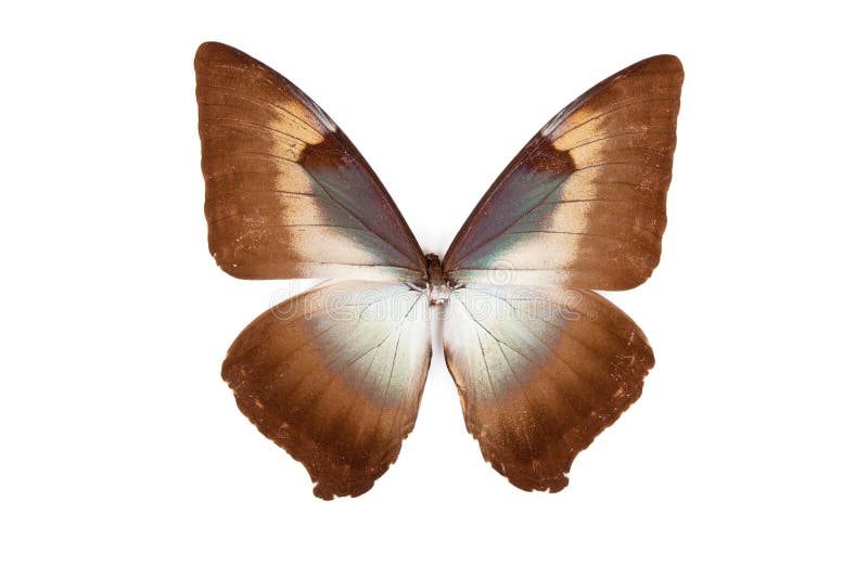 Brown And Blue Butterfly Morpho Phanodemus Stock Image Image of