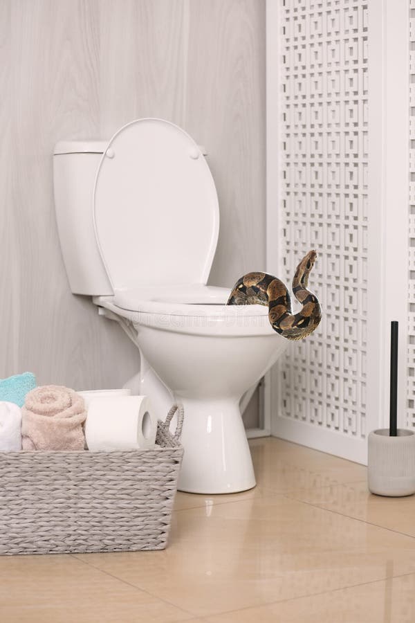 110 Snake Toilet Stock Photos - Free & Royalty-Free Stock Photos from  Dreamstime