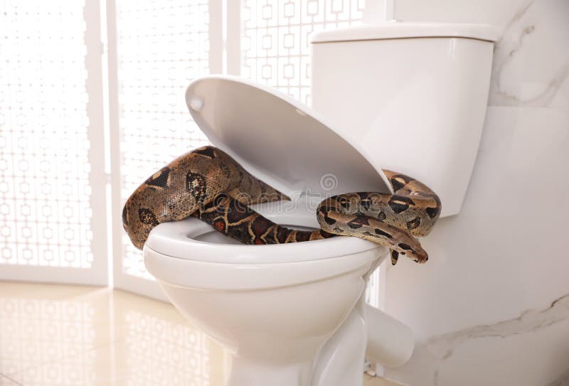 https://thumbs.dreamstime.com/b/brown-boa-constrictor-toilet-bowl-brown-boa-constrictor-toilet-bowl-bathroom-170106613.jpg