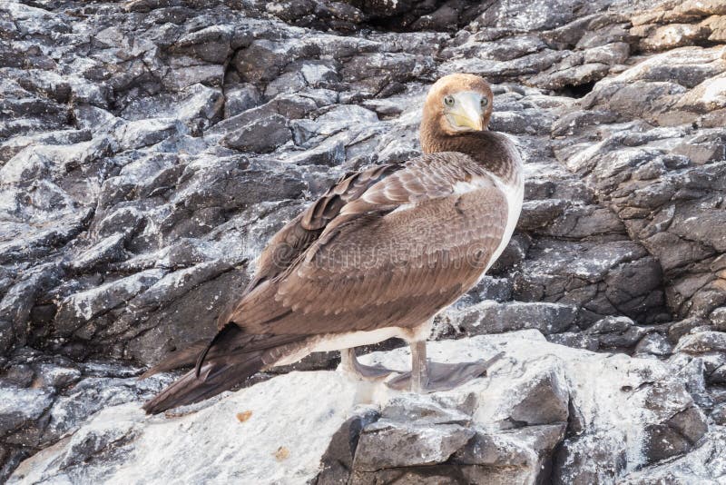 Brown Booby Looking Down on a Rock Covered with Guano. Stock Photo ...