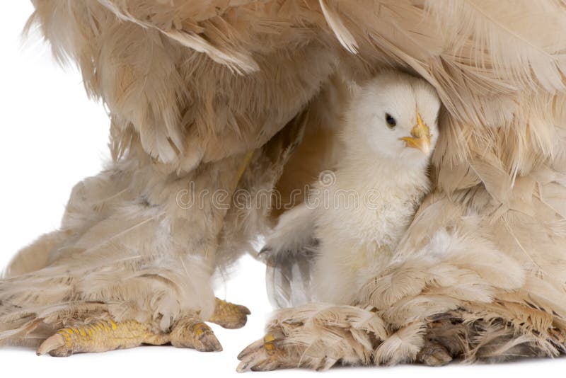 Brown Brahma Hen and her chick in front of a white background