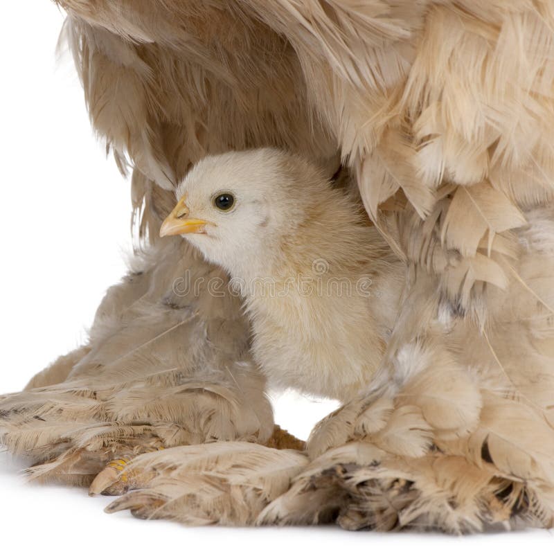 Brown Brahma Hen and her chick in front of a white background
