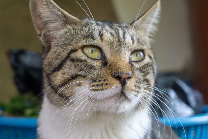 Brown Brindle Pattern Cat with Unequal Eyes Gazing Something. Stock ...