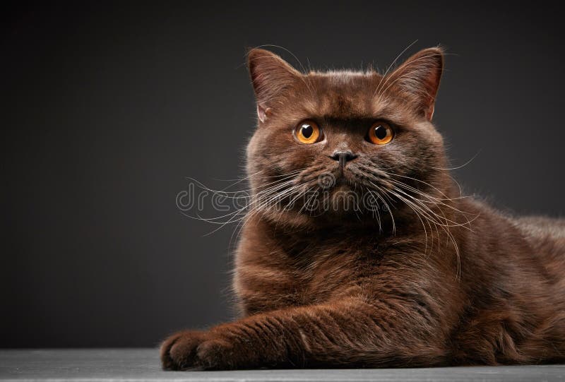 Brown British Shorthair Cat Stock Photo Image of studio, furry 41775358