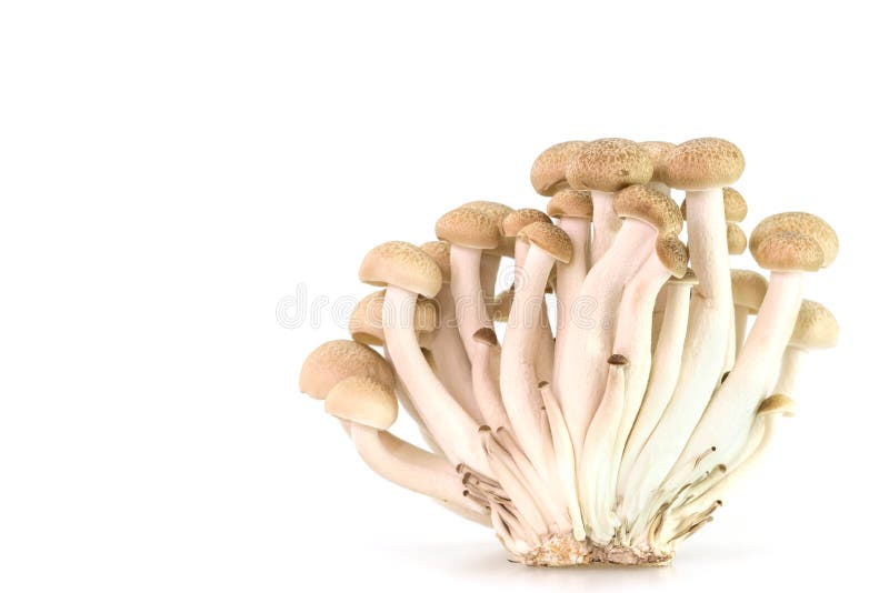 BrownBuchenpilze Oder Shimeji Pilze Stockbild Bild von büschel