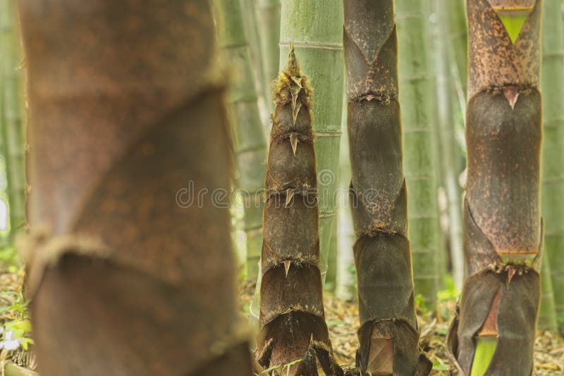 Brown Buds of Bamboo Plants Stock Image Image of asia, japan 152305587