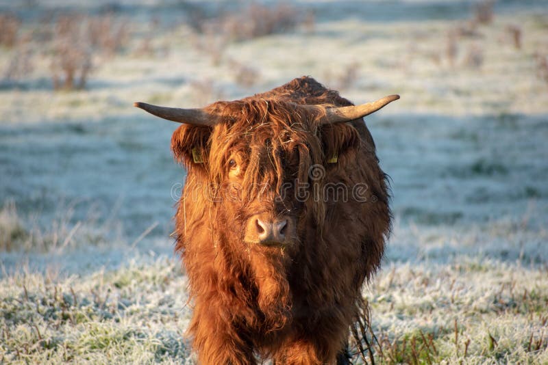 Buffalo Leather Stock Photo Image of aged, scratched: 179758142