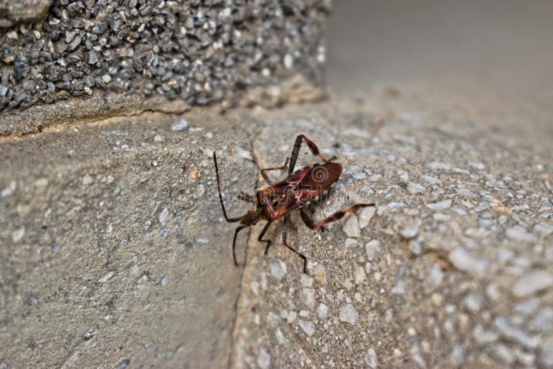 Brown Bug stock photo. Image of kissing, wall, invertebrate 83381806