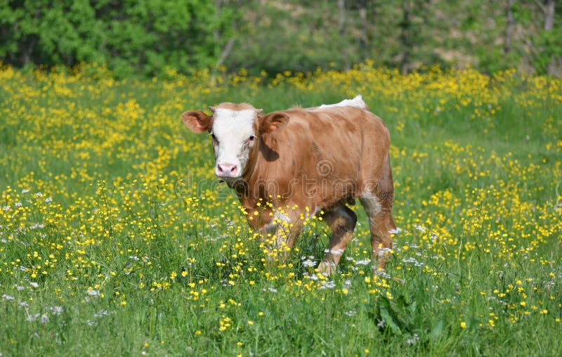 A brown bull calf in a flowery meadow near the tatra mountains