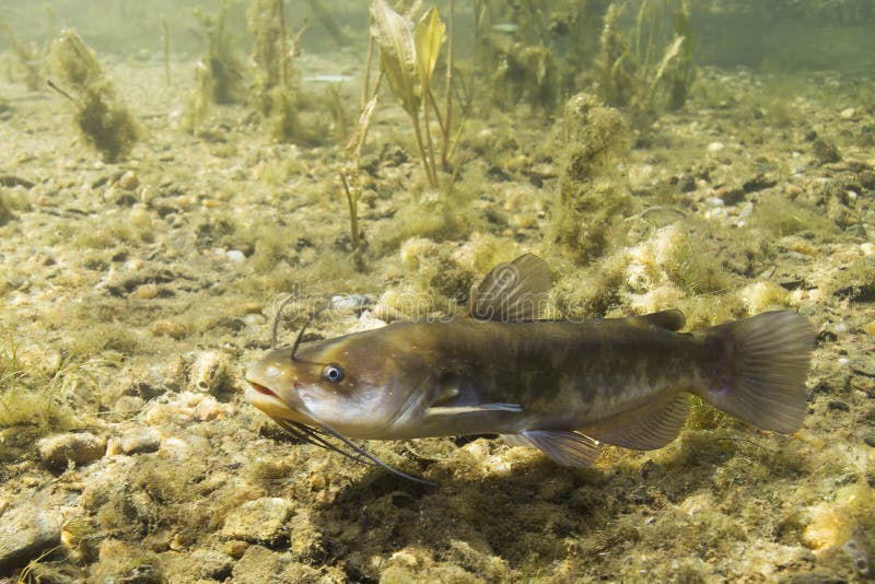 Brown Bullhead Catfish Ameiurus nebulosus underwater photography. Freshwater fish in clean water and nature habitat. Natural light. Lake and river habitat. Wild animal