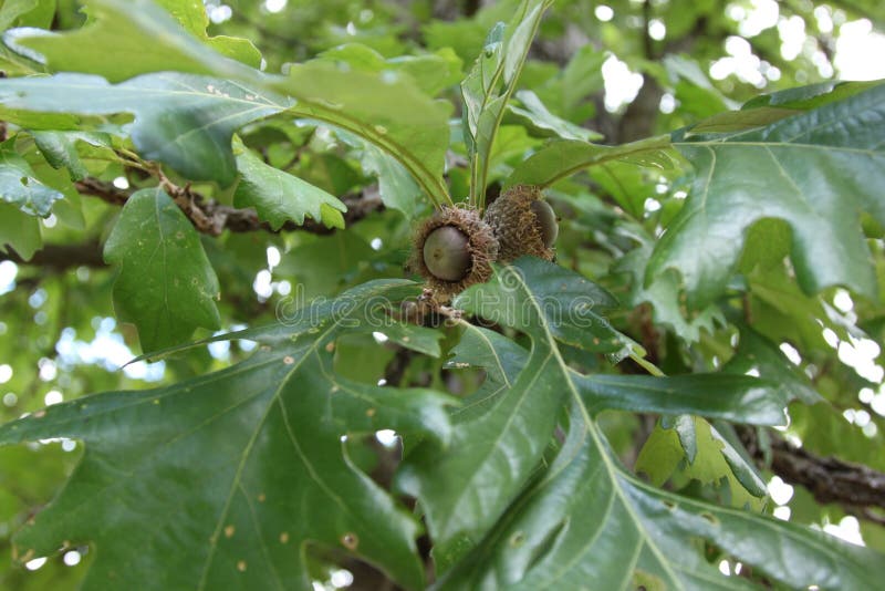 Brown Bur Oak Acorns on the tree