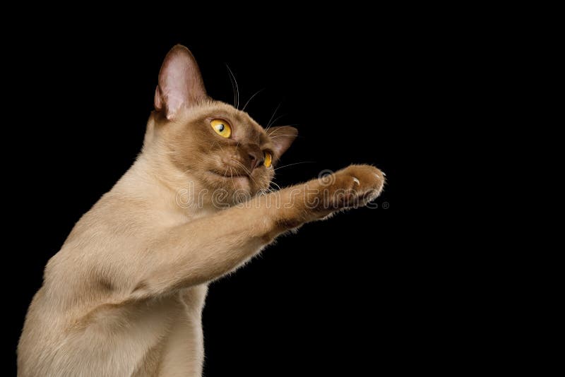 Brown burma cat isolated on black background stock photos Brown burma cat isolated on black background stock photos