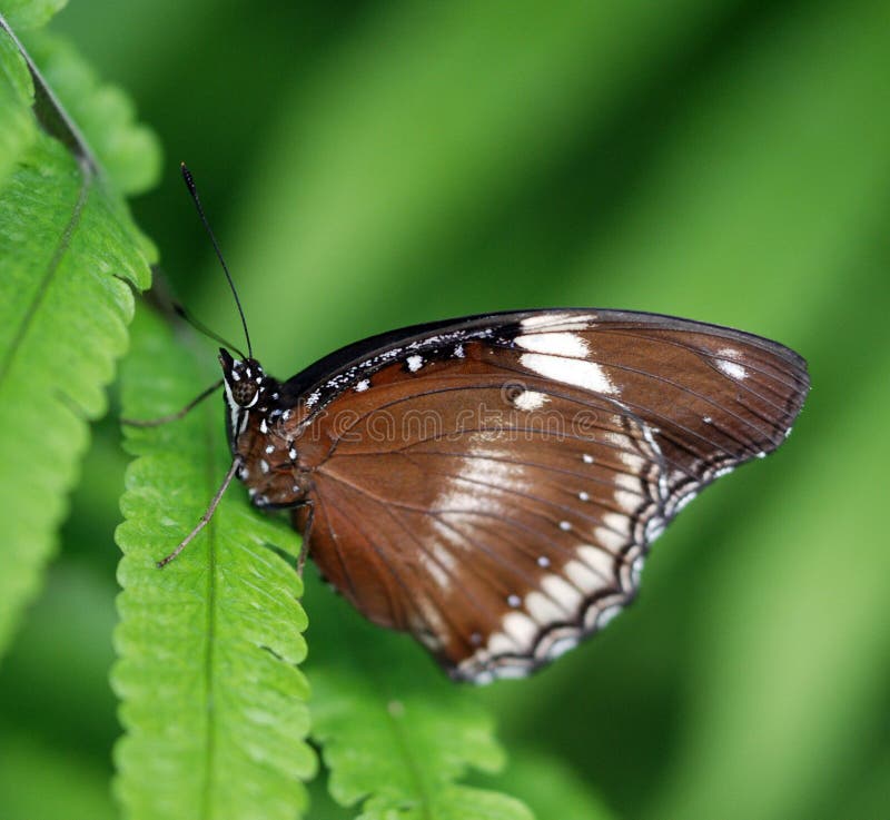 Brown butterfly stock image. Image of wildlife, brown 5055697