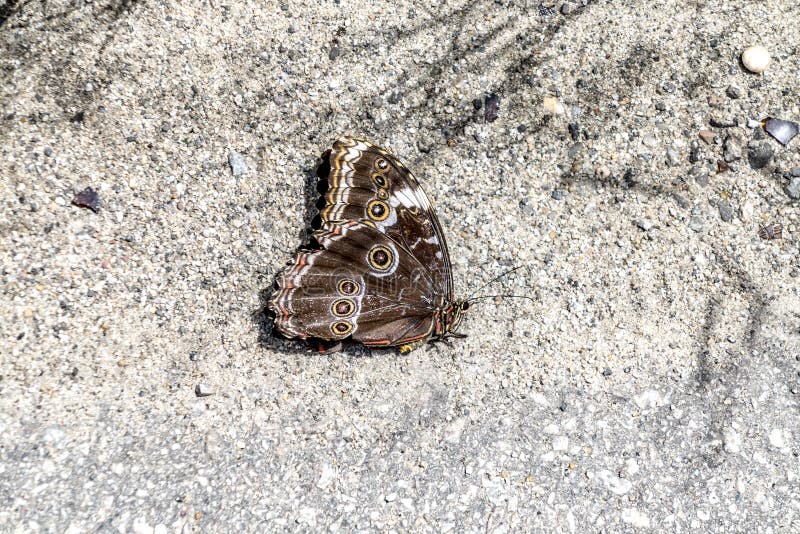 Brown Butterfly with Colorful Eyes Stock Photo Image of eyes