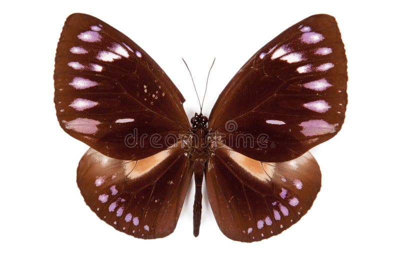 Brown butterfly Euploea westwoodi isolated