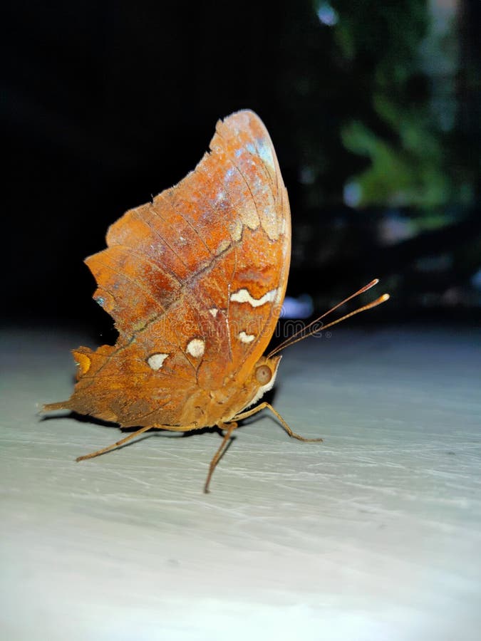 Brown Butterfly on a White Wall Stock Photo Image of yellow, leaf