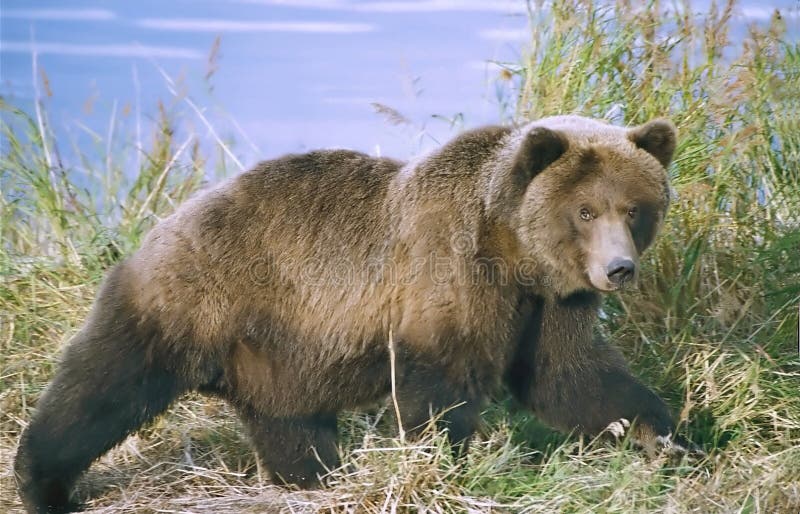 Brown-Bär lizenzfreies stockbild Brown-Bär lizenzfreies stockbild