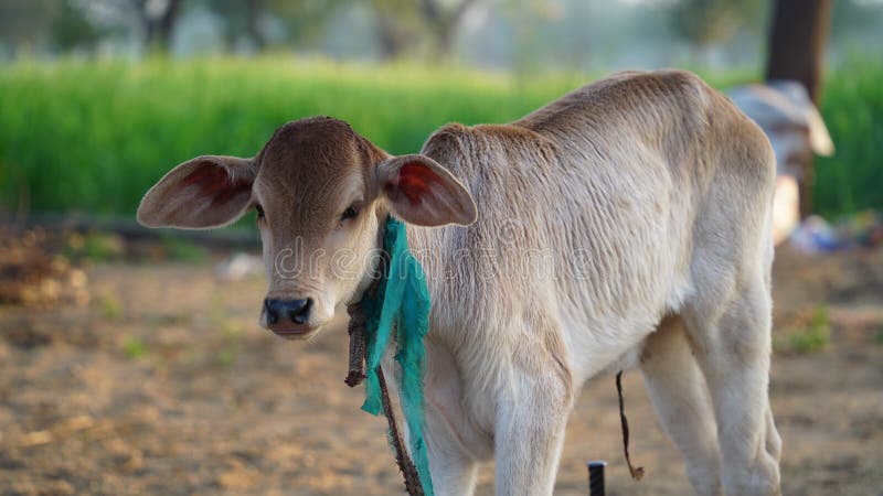 Brown Calf or Cow Kid. White Brown Cow Child Wanders in Pet Animal Farm.  Innocent Animal Pet Closeup Countryside India Stock Photo - Image of  agricultural, dairy: 211458756