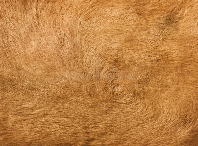 Brown Camel Hair Background Royalty Free Stock Images - Image: 32475739