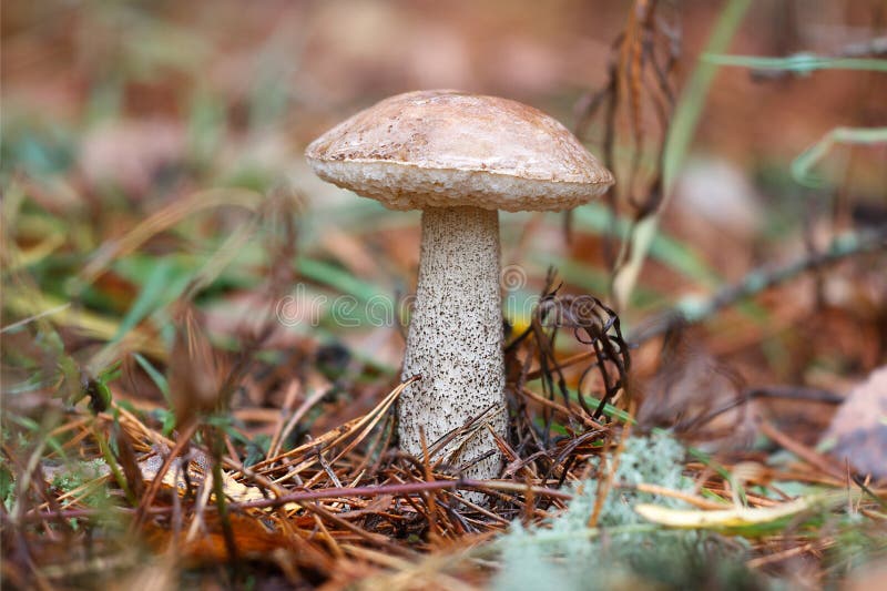 Brown Cap Boletus in Autumn Forest Stock Photo Image of ingredient, mushroom 34908562