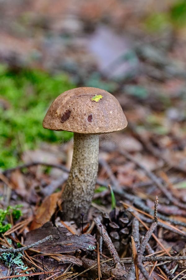 Brown cap boletus stock image. Image of backgrounds, mushroom 16244705