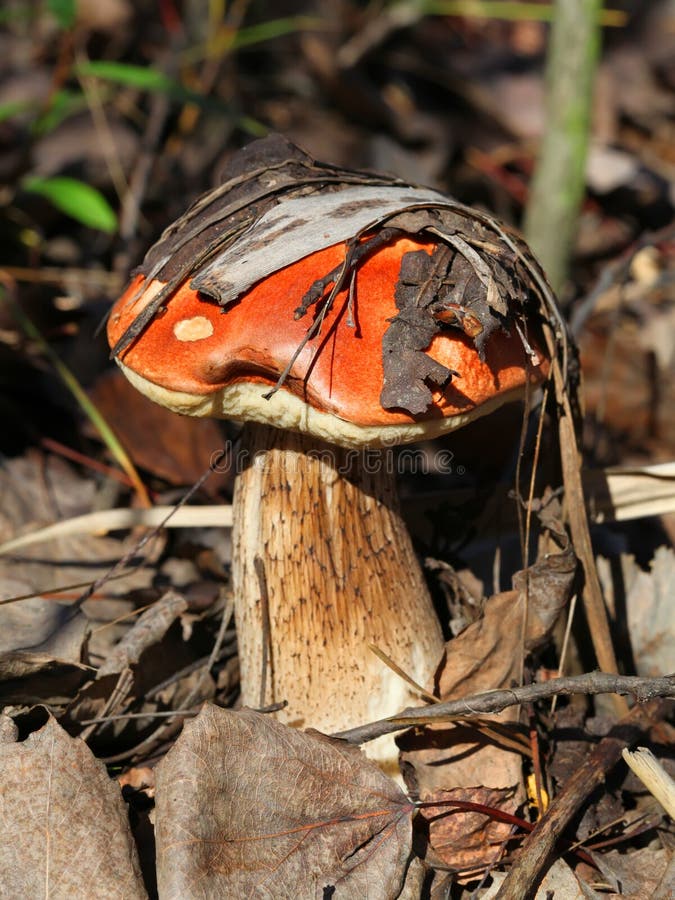 Brown cap mushroom stock image. Image of cooking, delicacy 27322699