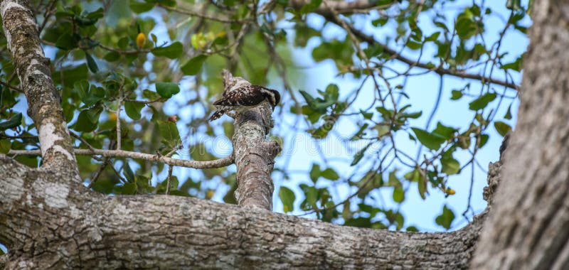 Brown Capped Pygmy Woodpecker Pecking at a Tree Branch Stock Photo