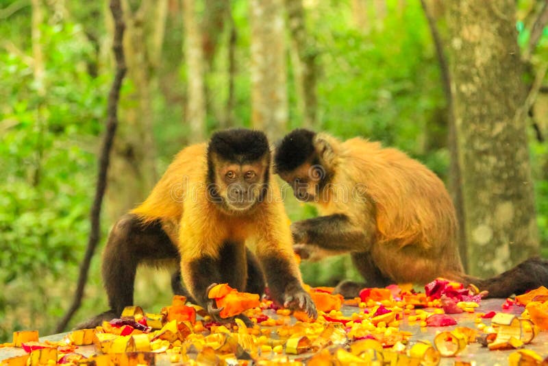 Brown Capuchin Monkeys