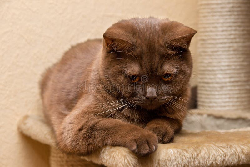 Brown cat British Shorthair