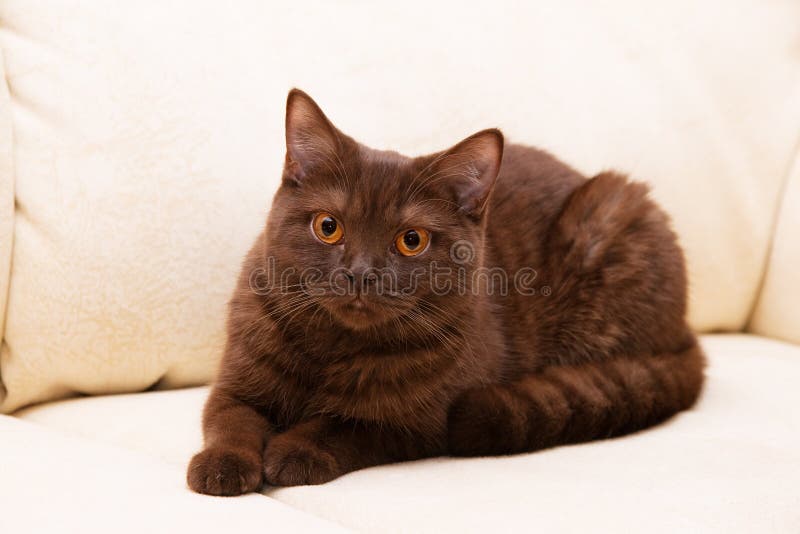 Brown cat British Shorthair