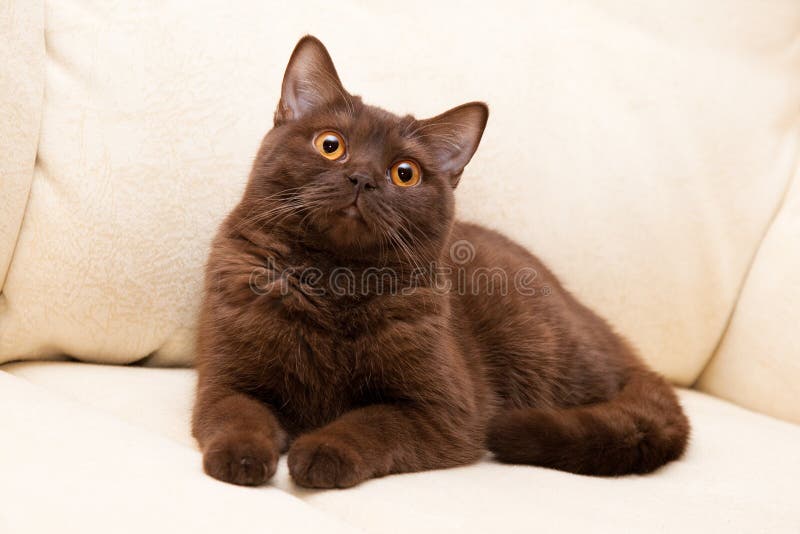 Brown cat British Shorthair