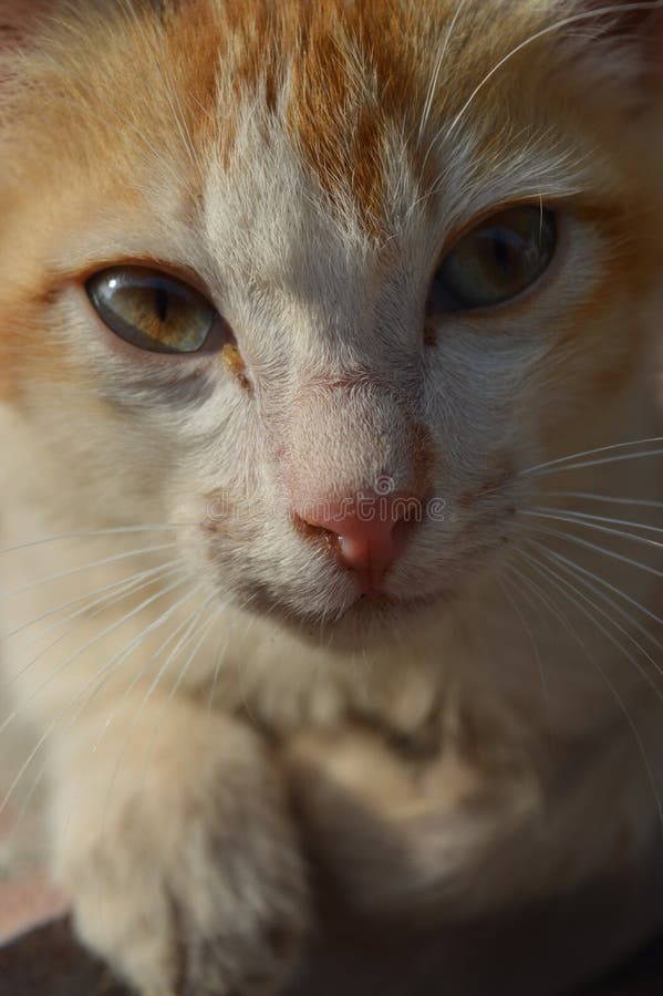 335 Pets Zoom Photos Free Royalty Free Stock Photos From Dreamstime