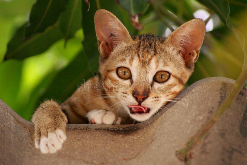 Brown Cat Open Mouth and Looking Forward on the Roof Stock Image Image of mammal, head 128758527