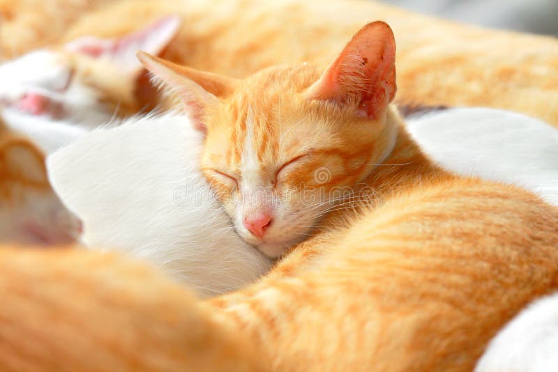 Brown cat sleeping stock image