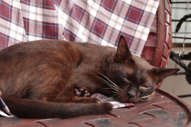 Brown Cat Sleeping on the Chair Stock Image Image of kitten, black