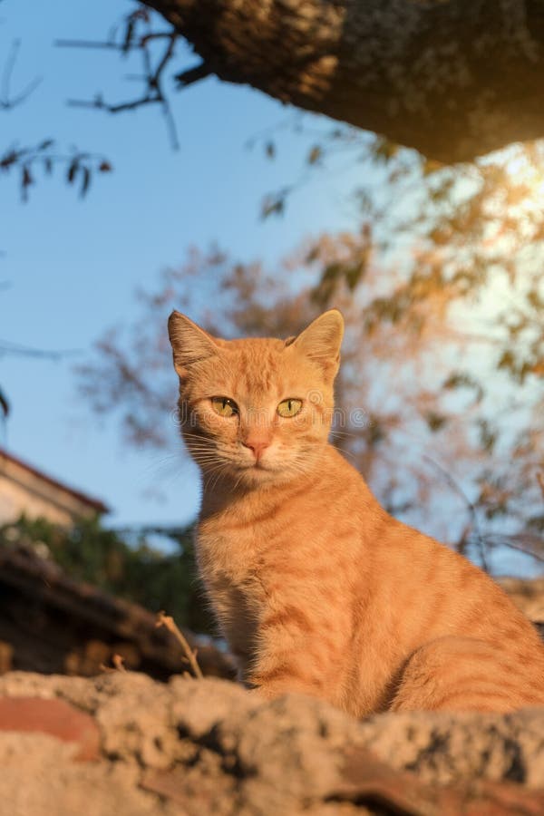 Brown Cat of a Village in Turkey Stock Photo Image of eyes, watching