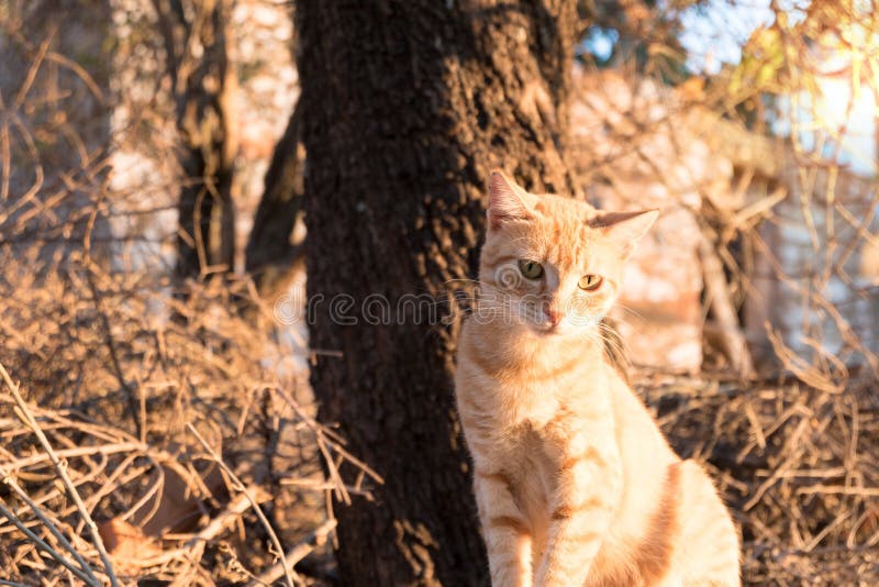 Brown Cat of a Village in Turkey Stock Image Image of brown, portrait