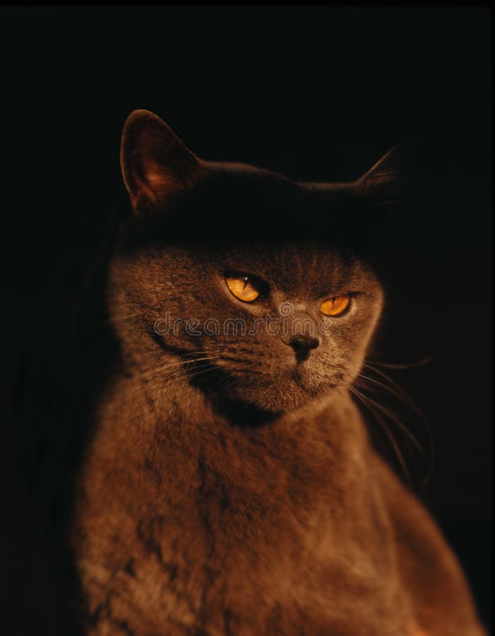 Brown Cat with Yellow Eyes Sat in Darkness Stock Photo Image of