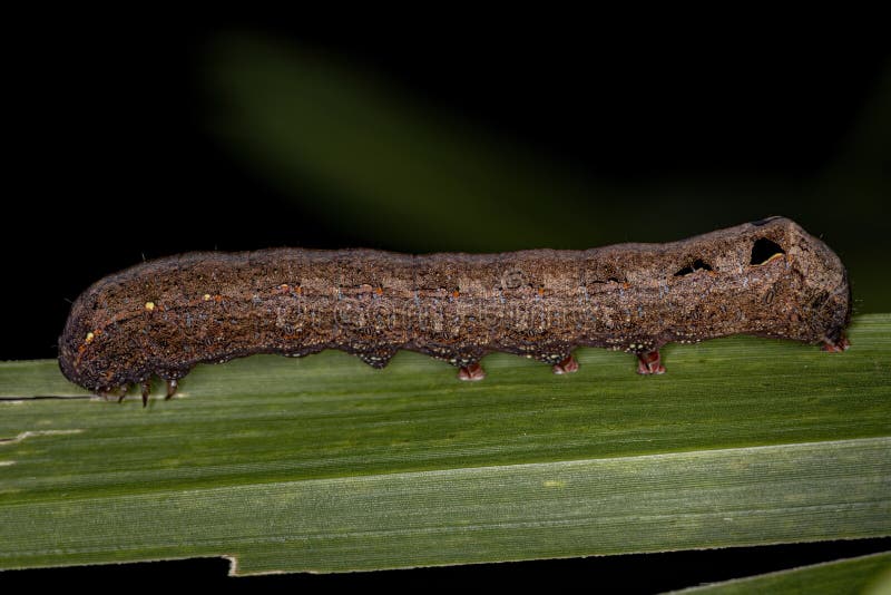 Brown Caterpillar Moth stock photo. Image of worm, macro 238165726
