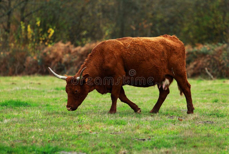 Brown cattle