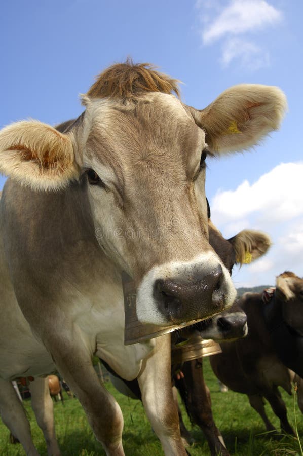 Brown cattle