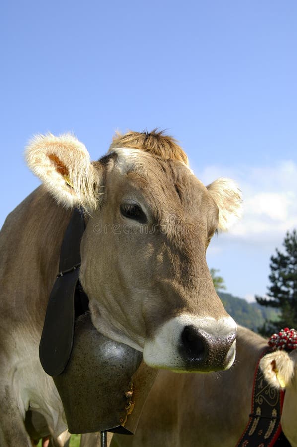 Brown cattle