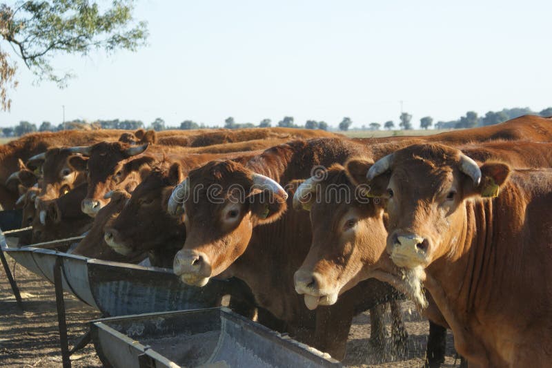 Brown cattle