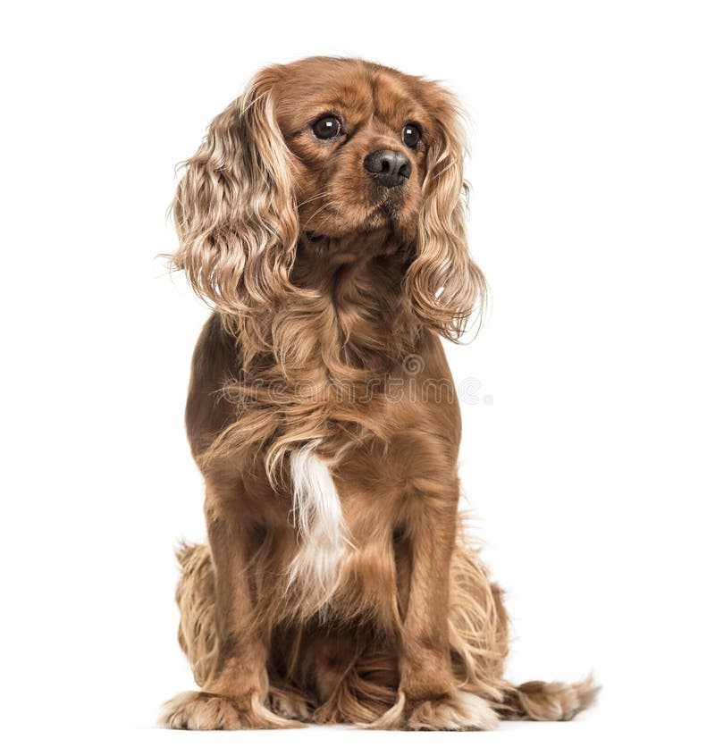 Brown cavalier King Charles Spaniel dog, sitting, isolated on wh