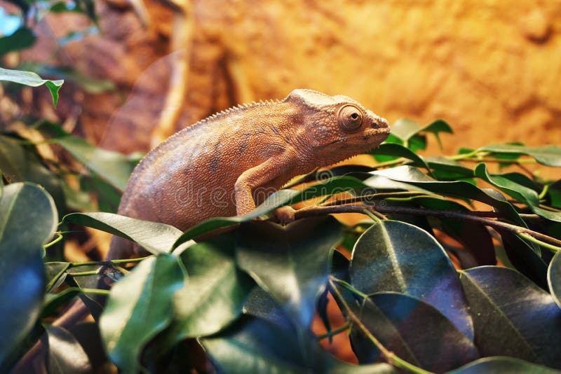 brown chameleon as very nice animal stock photo brown chameleon as very nice animal stock photo
