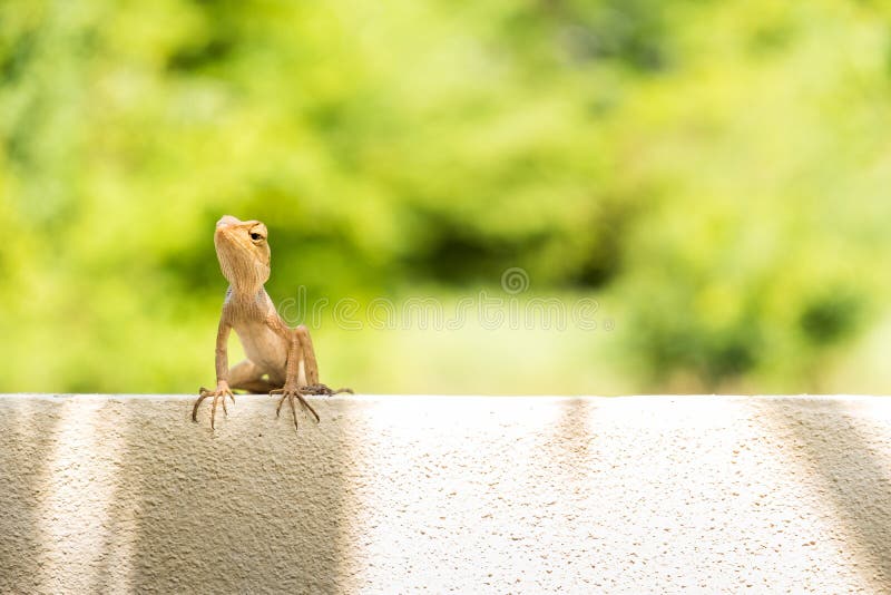 Brown chameleon is on the wall near forest, it looking for food stock photos Brown chameleon is on the wall near forest, it looking for food stock photos